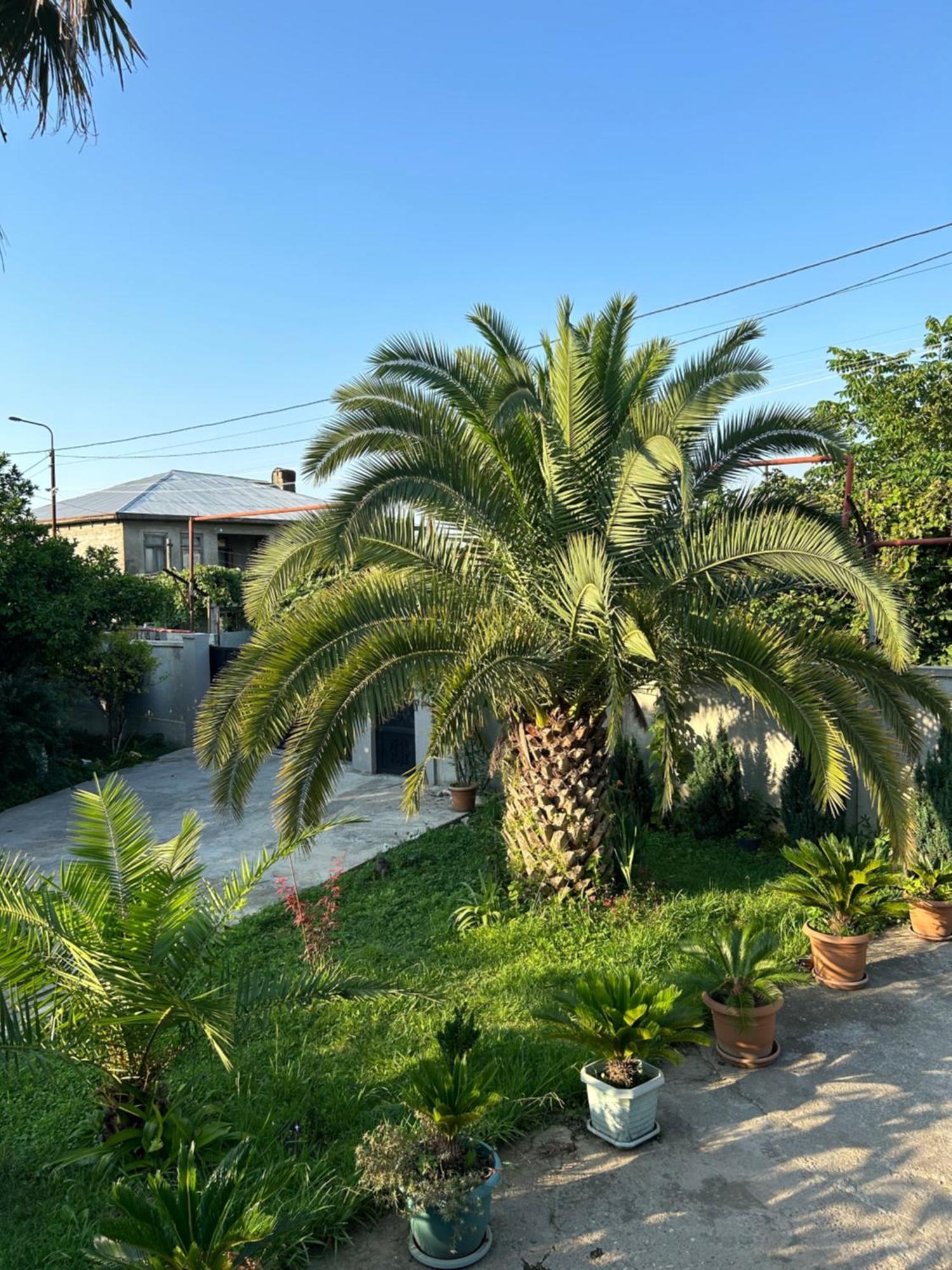 Greenview Guesthouse Batumi Exterior foto